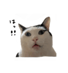 ゆに猫リアル編（個別スタンプ：4）