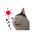ゆに猫リアル編（個別スタンプ：5）