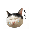 ゆに猫リアル編（個別スタンプ：6）