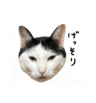 ゆに猫リアル編（個別スタンプ：7）