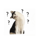 ゆに猫リアル編（個別スタンプ：8）