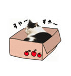 ゆに猫リアル編（個別スタンプ：9）
