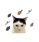 ゆに猫リアル編（個別スタンプ：10）