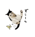 ゆに猫リアル編（個別スタンプ：11）