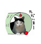 ゆに猫リアル編（個別スタンプ：12）