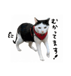 ゆに猫リアル編（個別スタンプ：13）