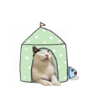 ゆに猫リアル編（個別スタンプ：15）