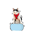 ゆに猫リアル編（個別スタンプ：16）
