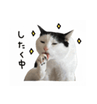 ゆに猫リアル編（個別スタンプ：17）