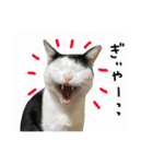 ゆに猫リアル編（個別スタンプ：19）