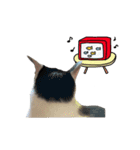 ゆに猫リアル編（個別スタンプ：20）