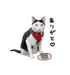ゆに猫リアル編（個別スタンプ：21）