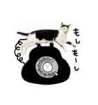 ゆに猫リアル編（個別スタンプ：22）