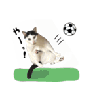 ゆに猫リアル編（個別スタンプ：24）