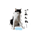 ゆに猫リアル編（個別スタンプ：26）