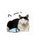 ゆに猫リアル編（個別スタンプ：29）