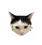 ゆに猫リアル編（個別スタンプ：31）