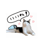 ゆに猫リアル編（個別スタンプ：32）
