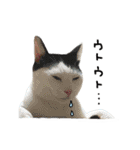 ゆに猫リアル編（個別スタンプ：33）