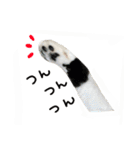 ゆに猫リアル編（個別スタンプ：34）