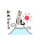 ゆに猫リアル編（個別スタンプ：35）