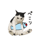 ゆに猫リアル編（個別スタンプ：38）