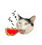 ゆに猫リアル編（個別スタンプ：39）