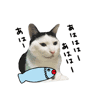 ゆに猫リアル編（個別スタンプ：40）