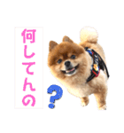 ぽん太スタンプ⑨（個別スタンプ：16）