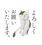 敬語のブサねこ（個別スタンプ：2）