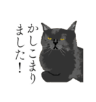 敬語のブサねこ（個別スタンプ：3）