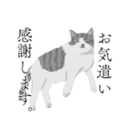 敬語のブサねこ（個別スタンプ：13）