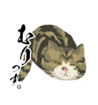 敬語のブサねこ（個別スタンプ：19）