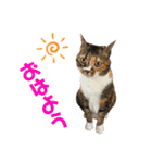 トイプーふゆと＆にゃんこモンチ（個別スタンプ：1）