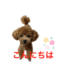 トイプーふゆと＆にゃんこモンチ（個別スタンプ：2）