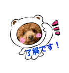 トイプーふゆと＆にゃんこモンチ（個別スタンプ：5）