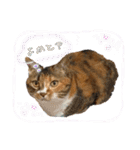 トイプーふゆと＆にゃんこモンチ（個別スタンプ：10）