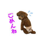 トイプーふゆと＆にゃんこモンチ（個別スタンプ：16）