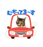 トイプーふゆと＆にゃんこモンチ（個別スタンプ：17）