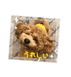 トイプーふゆと＆にゃんこモンチ（個別スタンプ：20）