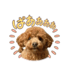 トイプーふゆと＆にゃんこモンチ（個別スタンプ：21）