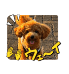 トイプーふゆと＆にゃんこモンチ（個別スタンプ：25）