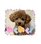 トイプーふゆと＆にゃんこモンチ（個別スタンプ：27）