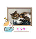 トイプーふゆと＆にゃんこモンチ（個別スタンプ：30）