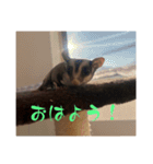 ロロの日常で使えるスタンプ（個別スタンプ：2）