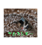 ロロの日常で使えるスタンプ（個別スタンプ：8）