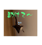 ロロの日常で使えるスタンプ（個別スタンプ：15）