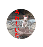 寅次郎くん2（個別スタンプ：6）