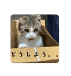 あわゆい姉妹（個別スタンプ：13）