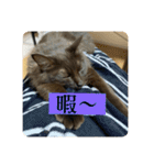 あわゆい姉妹（個別スタンプ：14）